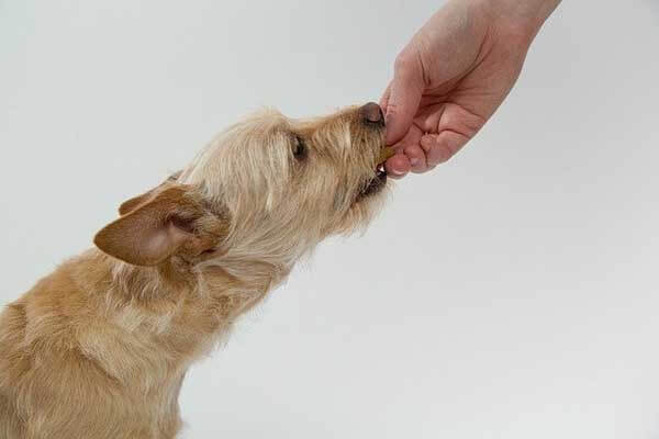 10 Best Foods to Feed Your Senior Dog