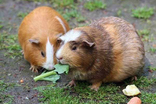Can a guinea pig live alone?