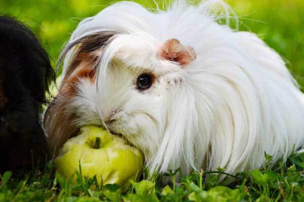 guinea pig eat apple