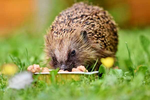 hedgehogs eat