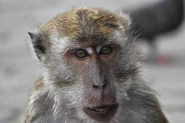 A monkey hacked into an ATM
