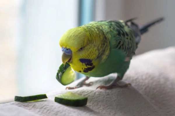 parrot eat cucumber