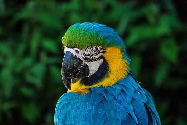 parrot life expectancy