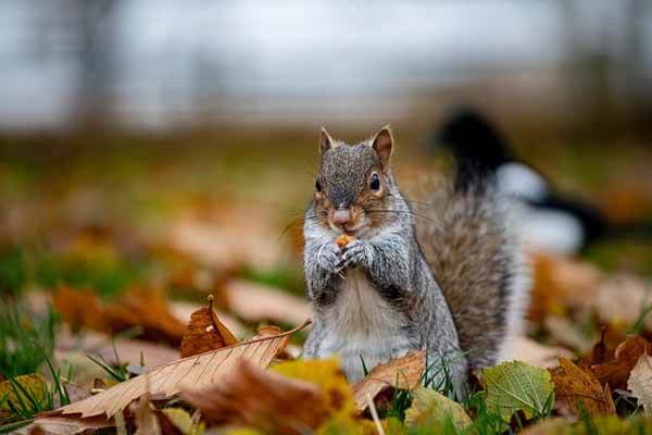 squirrels hide nuts