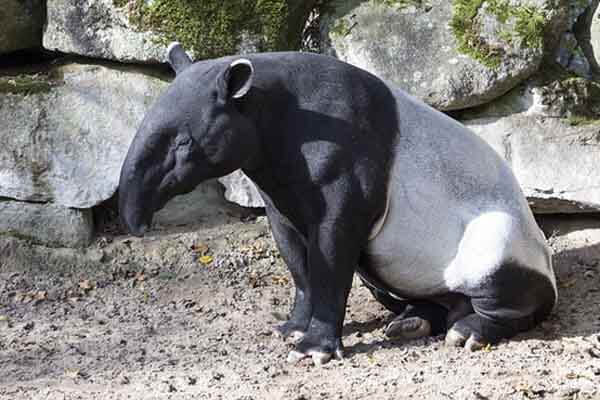 tapir facts