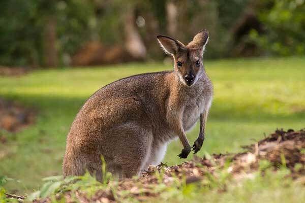 wallaby facts