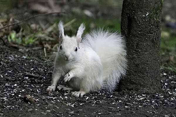 A white red squirrel visited the Scotsman