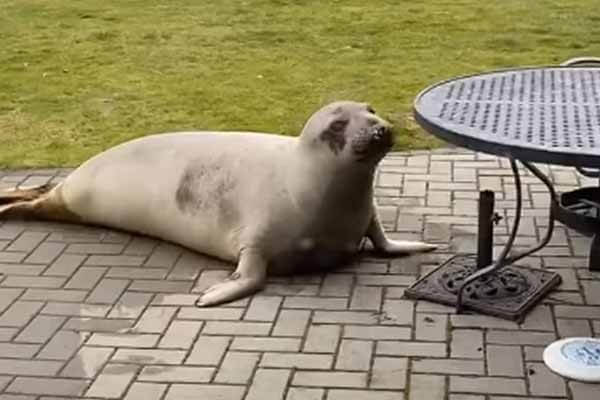 An elephant seal female stayed with an American for three days