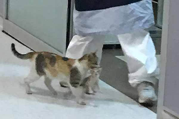 Cat brought a kitten to the hospital for its medical check-up