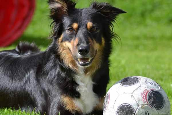 Dog plays tennis with a football