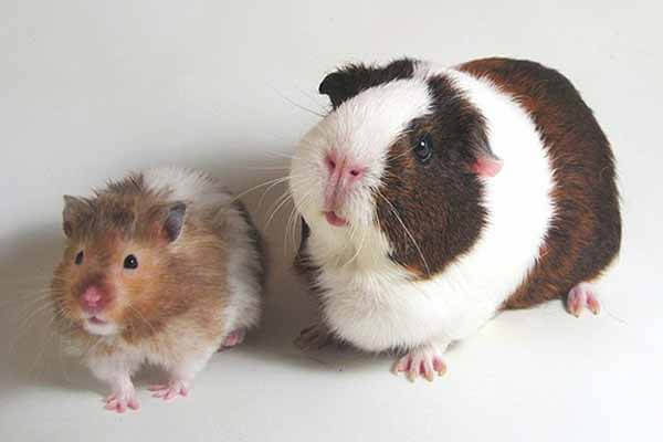 Hamster or guinea pig: who should I choose?