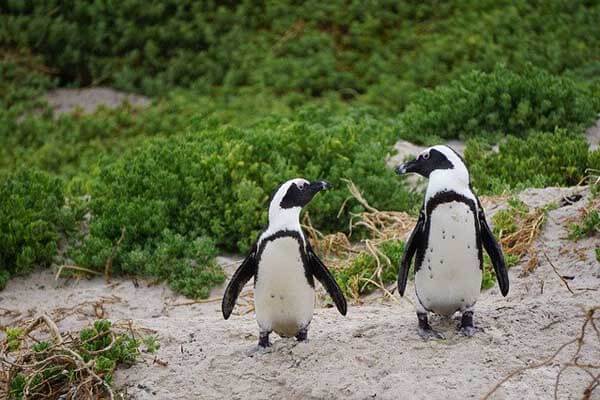 Interesting facts about the African penguin