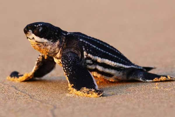Rare turtles are nesting on popular Thailand beaches