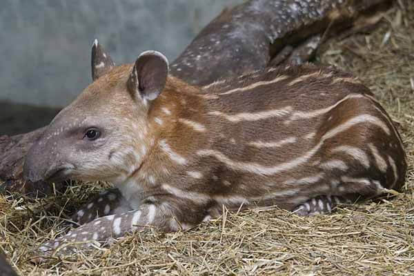 What do tapirs eat