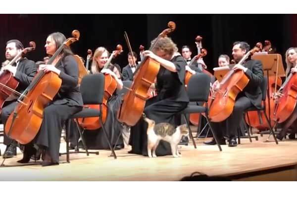 The cat went on stage with the orchestra