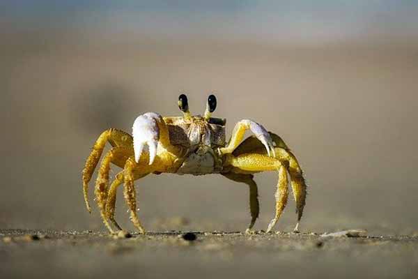 crab facts