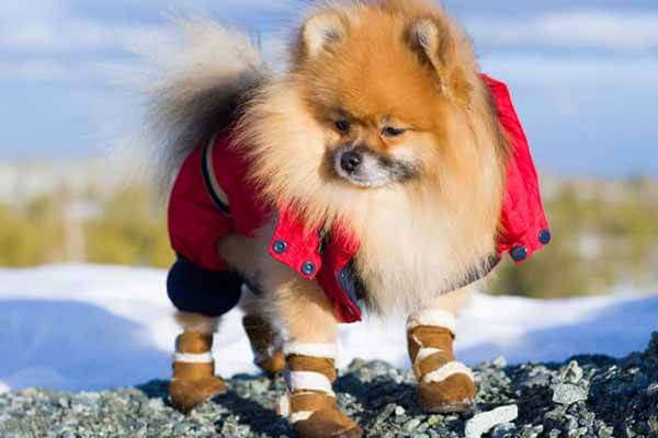 dog shoes for walking