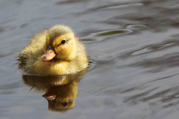 ducks swim