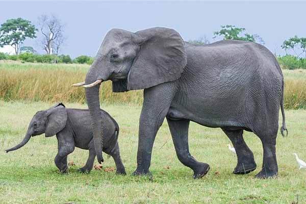 elephant at birth