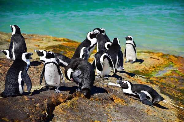 facts about the African penguin