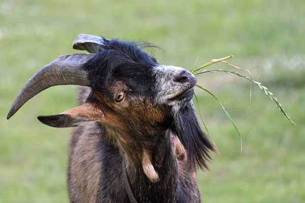 What can goats eat?