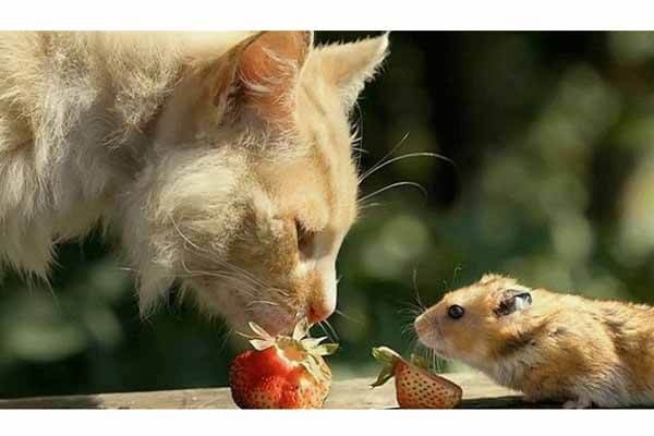 hamster and cat