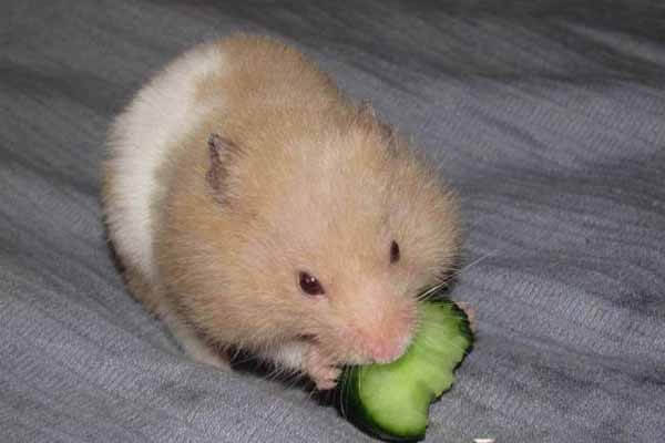 Can hamster eat cucumber?