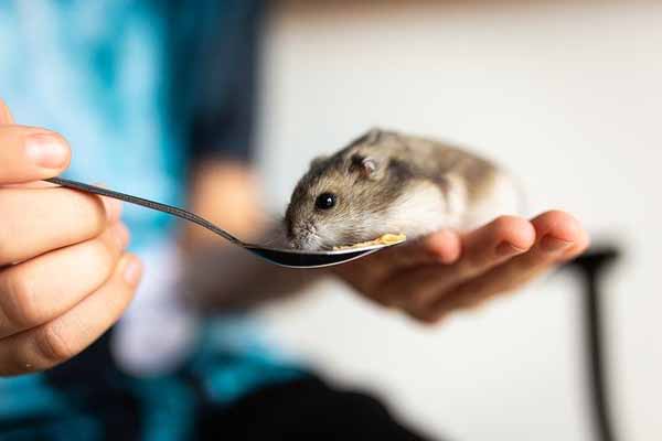 Hamster illnesses – symptoms and treatment