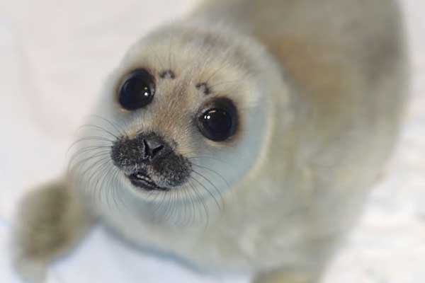 newborn Baltic seal