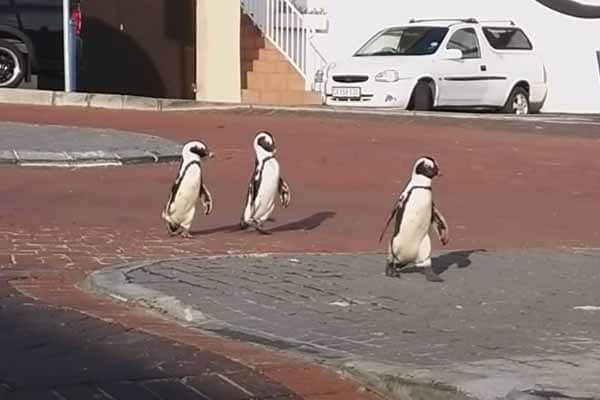 Three penguins took a walk through deserted Cape Town