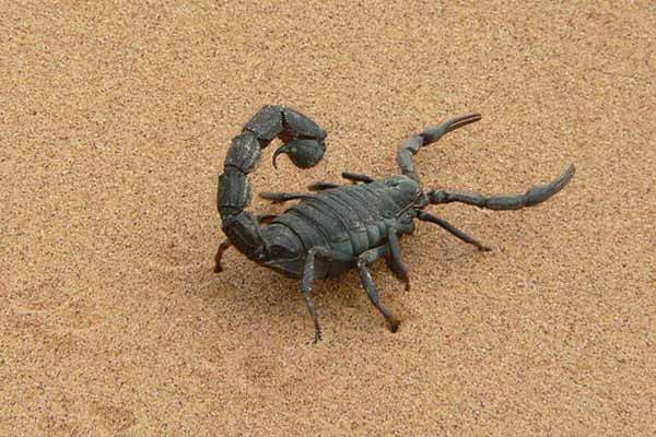 scorpion facts