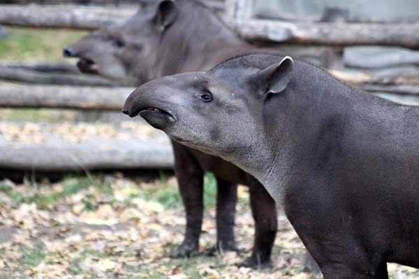 tapirs eat