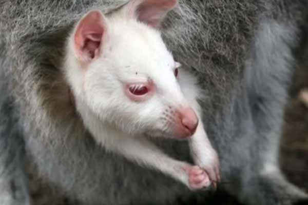 The rarest white kangaroo was born in Russia