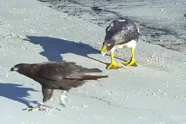 Ducks saved the penguin from falcons