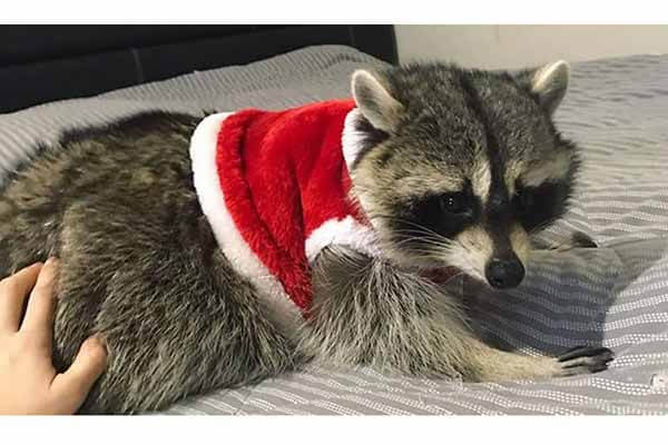 Escaped raccoon lived in the forest for a month and a half