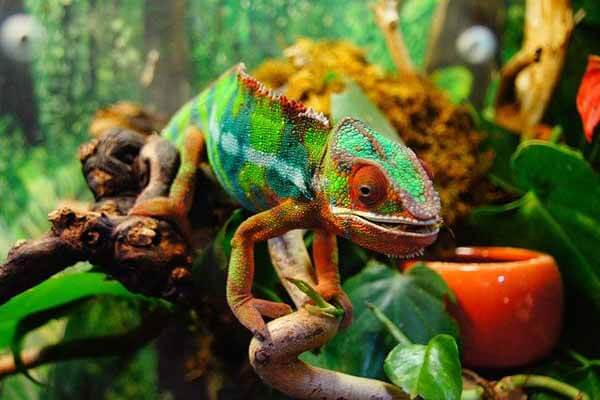 Are chameleons good pets?