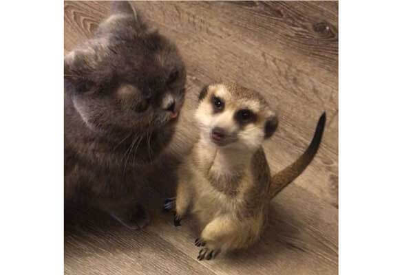 cat and meerkat 