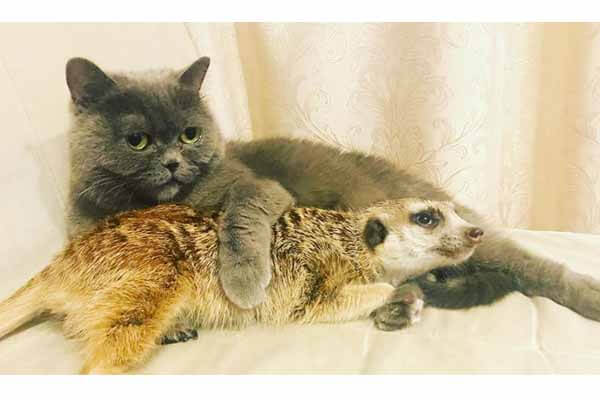 A domestic cat made friends with a meerkat