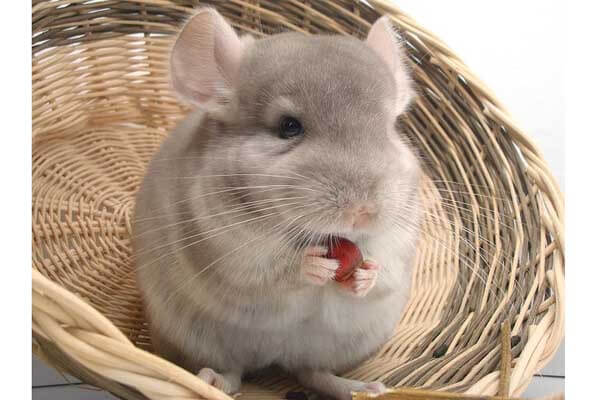 What is chinchilla life expectancy?