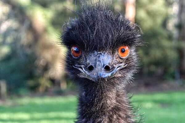 A flock of emu occupied an Australian city
