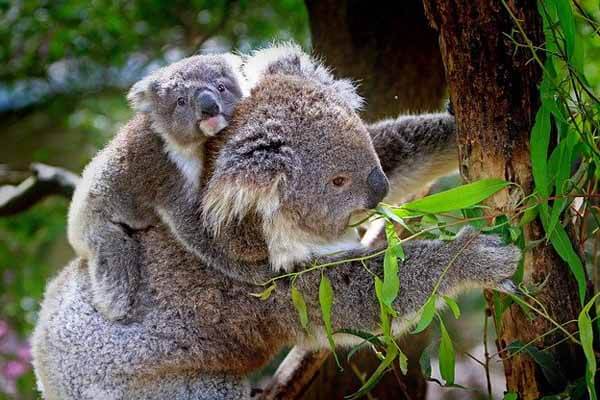 fun facts about koalas