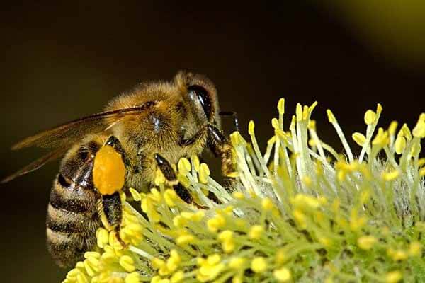 habitat for honey bees
