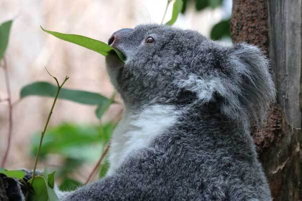 koala bear diet