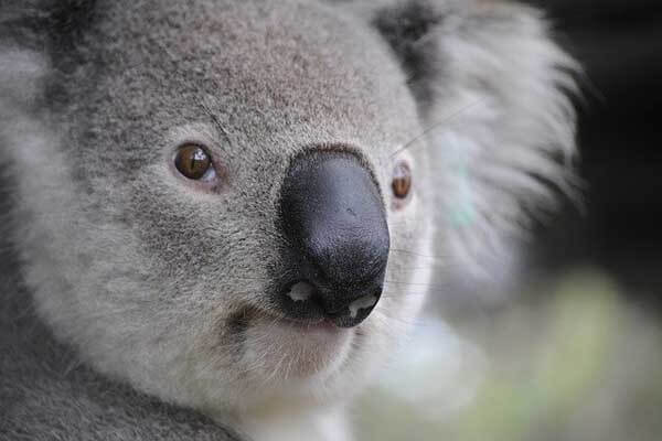 koala fun facts