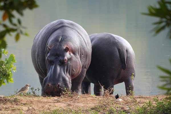 What is the lifespan of hippo?