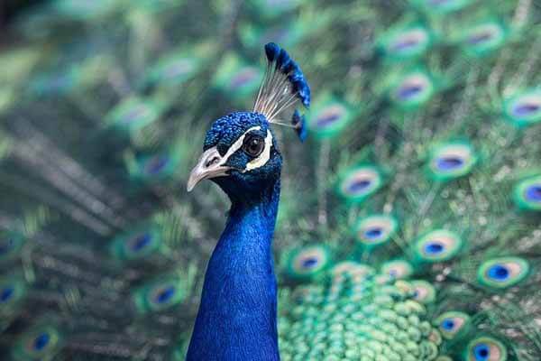 lifespan of peacock