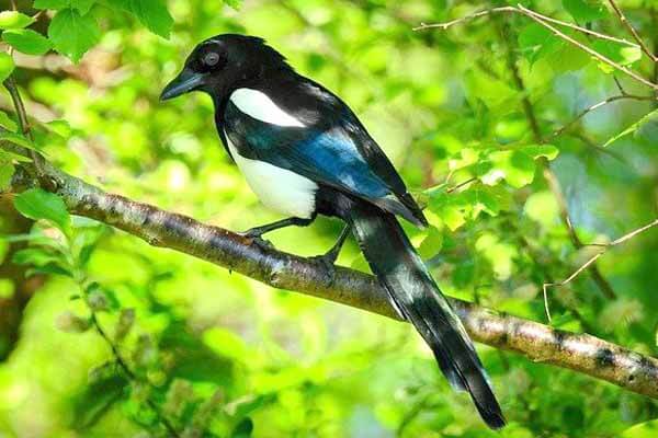 magpie facts