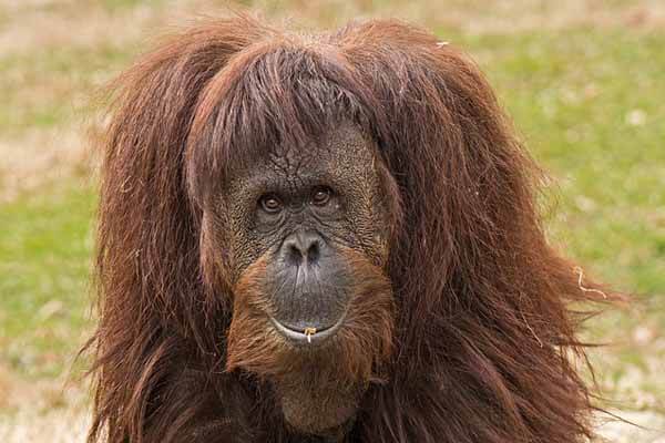 orangutan strength