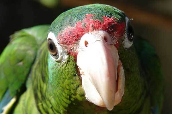 parrot's call for help