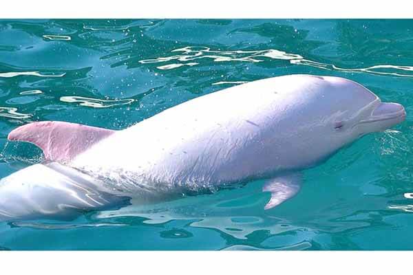 The rarest albino dolphins found in Thailand